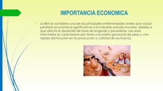 IMPORTANCIA ECONOMICA
 La BIA se considera una de las principales enfermedades virales que causa
pérdidas económicas significativas a la industria avícola mundial, debido a
que afecta el desarrollo de aves de engorde y ponedoras. Las aves
infectadas se caracterizan por tener una pobre ganancia de peso y una
rápida disminución en la producción y calidad de los huevos.
 