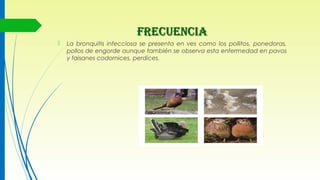 FRECUENCIAFRECUENCIA
 La bronquitis infecciosa se presenta en ves como los pollitos, ponedoras,
pollos de engorde aunque también se observa esta enfermedad en pavos
y faisanes codornices, perdices.
 