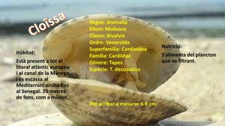 Hàbitat:
Està present a tot el
litoral atlàntic europeu
i al canal de la Mànega,
i és escassa al
Mediterrani arriba fins
al Senegal. 20 metres
de fons, com a màxim.
Nutrició:
S’alimenta del plàncton
que va filtrant.
Regne: Animalia
Fílum: Mollusca
Classe: Bivalvia
Ordre: Veneroida
Superfamília: Cardioidea
Família: Cardiidae
Gènere: Tapes
Espècie: T. decussatus
Pot arribar a mesurar 6-8 cm.
 