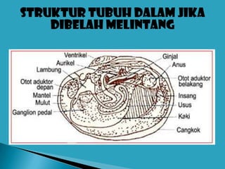 Struktur tubuh dalam jika
    dibelah melintang
 