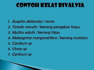 CONTOH KELAS BIVALVIA

1. Asaphis detlorata / remis
2. Teredo navalis / kerang pengebor kayu
3. Mytilus edulis / kerang hijau
4. Meleagrina margaretifera / kerang mutiara
5. Cardium sp
6. Vinna sp
7. Ceritium sp
 