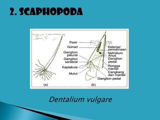 2. Scaphopoda




      Dentalium vulgare
 