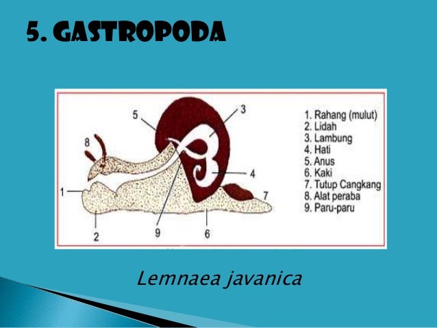 Gambar Struktur Cangkang Pelecypoda - Gambar Ilmu Pengetahuan