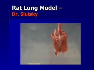 Rat Lung Model –  Dr. Slutsky 
