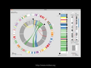 source: Human 
destination: Lizard 
chr1 
chr2 
chr3 
chr4 
chr5 
chr21 
chr16 chr17 chr18 chr19 chr20 
chr22 
chrX chrY 
chr3 
chr1 
chr5 
chrb 
chrd 
chrg 
chr15 
chr14 chr4 
chr13 chr2 
chr12 chr6 chr3 
chr11 chr7 chr10 chr8 chr9 chr6 
chra 
chrc 
chrf 
chrh 
line 
saturation 
- + 
10Mb 
chr3 
go to: 
chr3 chr2 
51280143 152008850 
51709189 152345239 
out in 
orientation: 
invert 
match 
inversion 
http://www.mizbee.org 
 