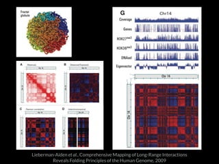 Lieberman-Aiden et al., Comprehensive Mapping of Long-Range Interactions 
Reveals Folding Principles of the Human Genome, 2009 
 