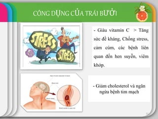 CÔNG DỤNG CỦA TRÁI BƯỞI
- Giàu vitamin C > Tăng
sức đề kháng, Chống stress,
cảm cúm, các bệnh liên
quan đến hen suyễn, viêm
khớp.
- Giảm cholesterol và ngăn
ngừa bệnh tim mạch
11
 