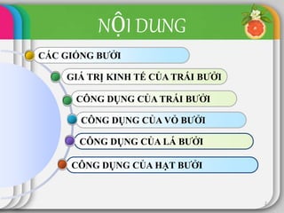 CÔNG DỤNG CỦA HẠT BƯỞI
CÔNG DỤNG CỦA LÁ BƯỞI
CÔNG DỤNG CỦA VỎ BƯỞI
CÔNG DỤNG CỦA TRÁI BƯỞI
CÁC GIỐNG BƯỞI
NỘI DUNG
2
GIÁ TRỊ KINH TẾ CỦA TRÁI BƯỞI
 