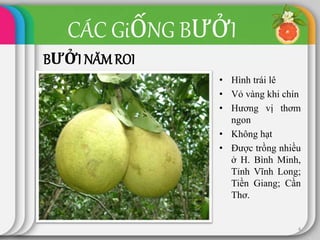CÁC GiỐNG BƯỞI
BƯỞI NĂM ROI
• Hình trái lê
• Vỏ vàng khi chín
• Hương vị thơm
ngon
• Không hạt
• Được trồng nhiều
ở H. Bình Minh,
Tỉnh Vĩnh Long;
Tiền Giang; Cần
Thơ.
4
 
