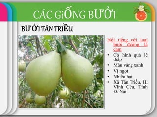 CÁC GiỐNG BƯỞI
BƯỞI TÂN TRIỀU
Nổi tiếng với loại
bưởi đường lá
cam
• Có hình quả lê
thấp
• Màu vàng xanh
• Vị ngọt
• Nhiều hạt
• Xã Tân Triều, H.
Vĩnh Cửu, Tỉnh
Đ. Nai
5
 