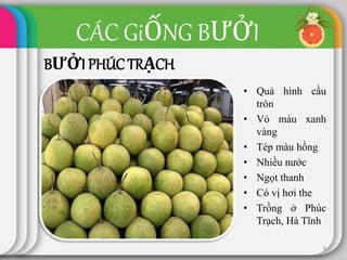 CÁC GiỐNG BƯỞI
BƯỞI PHÚC TRẠCH
• Quả hình cầu
tròn
• Vỏ màu xanh
vàng
• Tép màu hồng
• Nhiều nước
• Ngọt thanh
• Có vị hơi the
• Trồng ở Phúc
Trạch, Hà Tĩnh
6
 