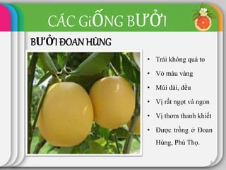 CÁC GiỐNG BƯỞI
BƯỞI ĐOANHÙNG
• Trái không quá to
• Vỏ màu vàng
• Múi dài, đều
• Vị rất ngọt và ngon
• Vị thơm thanh khiết
• Được trồng ở Đoan
Hùng, Phú Thọ.
8
 