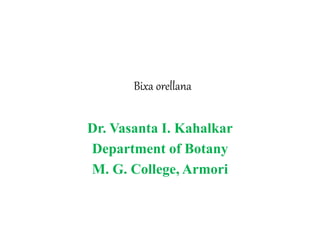 Bixa orellana
Dr. Vasanta I. Kahalkar
Department of Botany
M. G. College, Armori
 