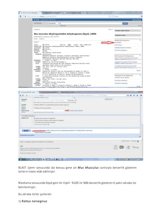 BLAST işlemi sonucunda söz konusu gene ait Mus Musculus canlısıyla benzerlik gösteren
türlerin listesi elde edilmiştir.
Blastlama sonucunda Dpyd geni ile ilişkili %100 ile %86 benzerlik gösteren 6 yakın akraba tür
belirlenmiştir.
Bu akraba türler şunlardır:
1) Rattus norvegicus
 