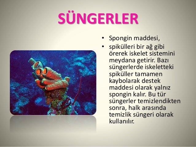 Otomatik olarak Yüksek sesle konuşmak elbise Sünger avcılığı nerede yapılır - tibbiaromatikbitkiler.net Otomatik olarak Yüksek sesle konuşmak elbise Sünger avcılığı nerede yapılır - tibbiaromatikbitkiler.net