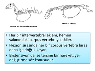 • Her bir intervertebral eklem, hemen
yakınındaki corpus vertebrayı etkiler.
• Flexion sırasında her bir corpus vertebra biraz
daha içe doğru kayar.
• Ekstensiyon da ise tersine bir hareket, yer
değiştirme söz konusudur.
 