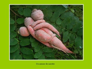Un amour de carotte
 