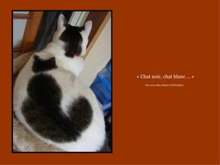 « Chat noir, chat blanc … »
    Titre d’un film d’Émir CUSTURICA
 
