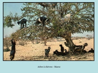 Arbre à chèvres - Maroc
 