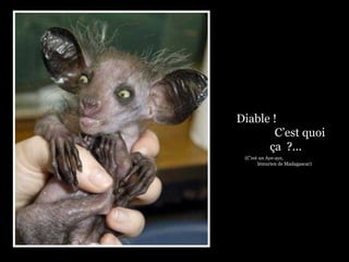 Diable !
       C’est quoi
      ça ?...
 (C’est un Aye-aye,
       lémurien de Madagascar)
 