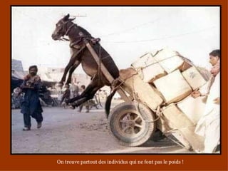 On trouve partout des individus qui ne font pas le poids !
 