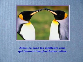 Ainsi, ce sont les meilleurs crus
qui donnent les plus fortes cuites.
 