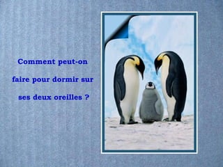 Comment peut-on

faire pour dormir sur

 ses deux oreilles ?
 