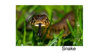 Snake 
 
