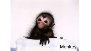 Monkey 
 