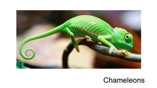 Chameleons 
 