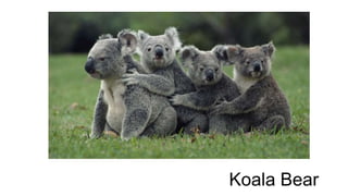 Koala Bear 
 