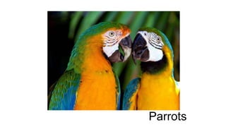 Parrots 
 
