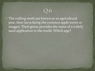  The codling moth are known as an agricultural
 pest, their larva being the common apple worm or
 maggot. Their genus provides the name of a widely
 used application in the world. Which app?
 