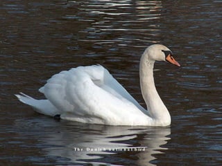 The Danish national bird 