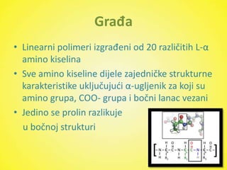 Građa
• Linearni polimeri izgrađeni od 20 različitih L-α
  amino kiselina
• Sve amino kiseline dijele zajedničke strukturne
  karakteristike uključujudi α-ugljenik za koji su
  amino grupa, COO- grupa i bočni lanac vezani
• Jedino se prolin razlikuje
  u bočnoj strukturi
 