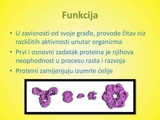 Funkcija
• U zavisnosti od svoje građe, provode čitav niz
  različitih aktivnosti unutar organizma
• Prvi i osnovni zadatak proteina je njihova
  neophodnost u procesu rasta i razvoja
• Proteini zamijenjuju izumrle delije
 
