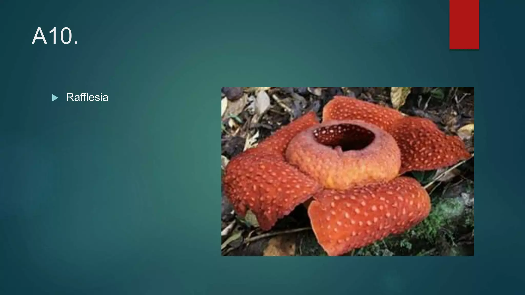 A10.
 Rafflesia
 