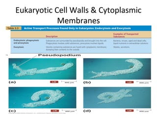 Eukaryotic Cell Walls & Cytoplasmic 
Membranes 
[INSERT TABLE 3.3] 
