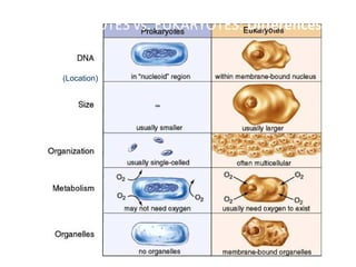 PROKARYOTES vs. EUKARYOTES: Differences 
(Location) 
 