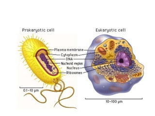 Similarities: Common Features of 
ALL CELLS! 
 