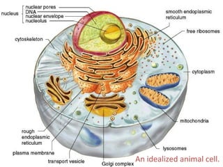 An idealized animal cell. 
 