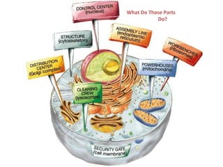 What Do Those Parts 
Do? 
 