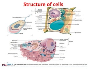 Structure of cells 
 