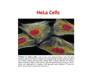 HeLa Cells 
 