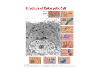 Structure of Eukaryotic Cell 
 