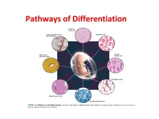 Pathways of Differentiation 
 