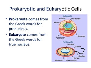 Prokaryotic and Eukaryotic Cells 
• Prokaryote comes from 
the Greek words for 
prenucleus. 
• Eukaryote comes from 
the Greek words for 
true nucleus. 
 