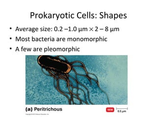 Prokaryotic Cells: Shapes 
• Average size: 0.2 –1.0 μm ´ 2 – 8 μm 
• Most bacteria are monomorphic 
• A few are pleomorphic 
 
