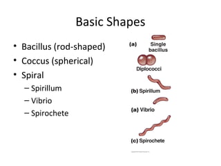 Basic Shapes 
• Bacillus (rod-shaped) 
• Coccus (spherical) 
• Spiral 
– Spirillum 
– Vibrio 
– Spirochete 
 