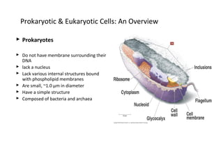 Prokaryotic & Eukaryotic Cells: An Overview 
 Prokaryotes 
 Do not have membrane surrounding their 
DNA 
 lack a nucleus 
 Lack various internal structures bound 
with phospholipid membranes 
 Are small, ~1.0 μm in diameter 
 Have a simple structure 
 Composed of bacteria and archaea 
 